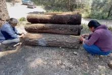 María Ana y su sobrina Anahí trabajan juntas en las faenas del bosque. 