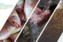 pesca, agua y bosques