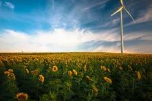 Sunflower field photo