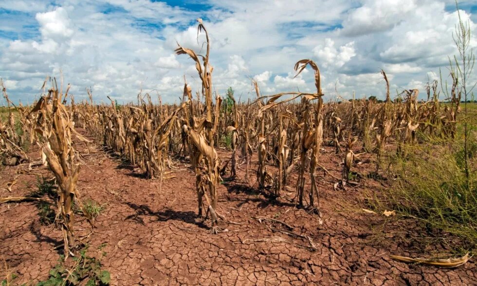 USDA de Bob Nichols