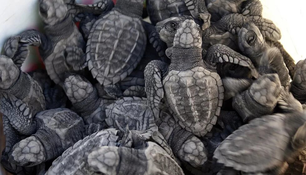 Reserva de la Biósfera La Encrucijada (Chiapas, México) Tortugas golfinas
