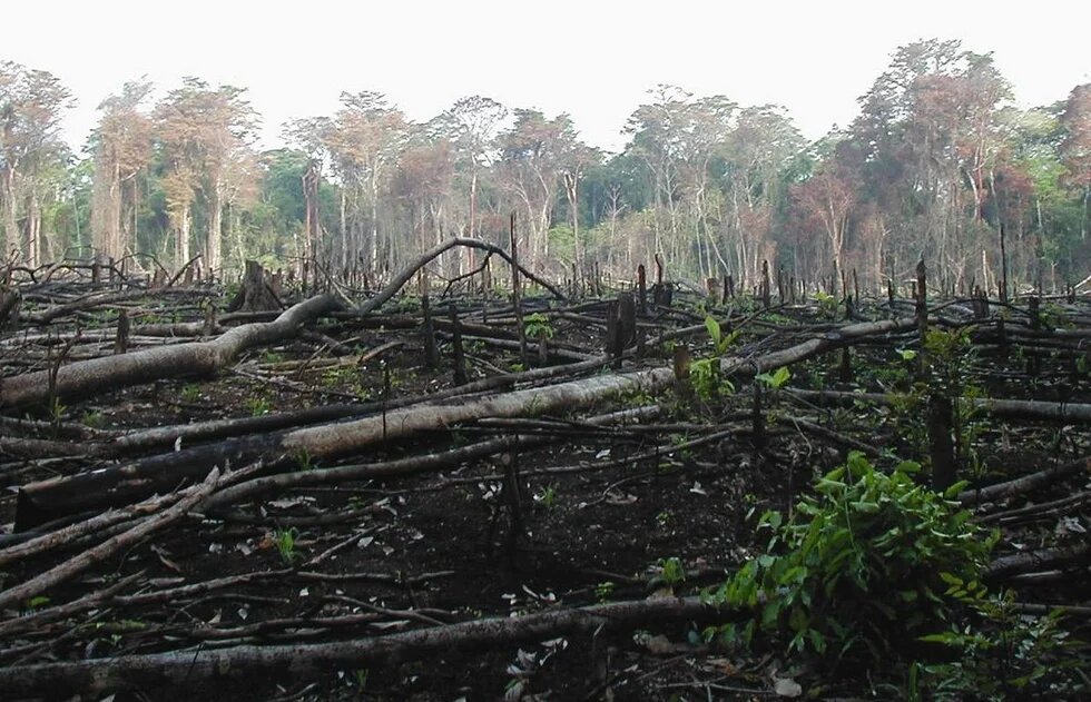 Selva Lacandona Selva quemada para abrir paso a cultivos en la Lacandona de Chiapas.