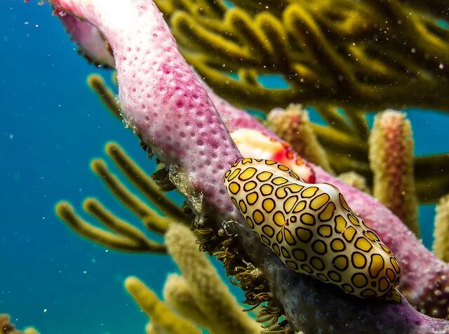 Flamingo tongue (Cyphoma gibbosum) at Parque Nacional Arrecife Puerto Morelos
