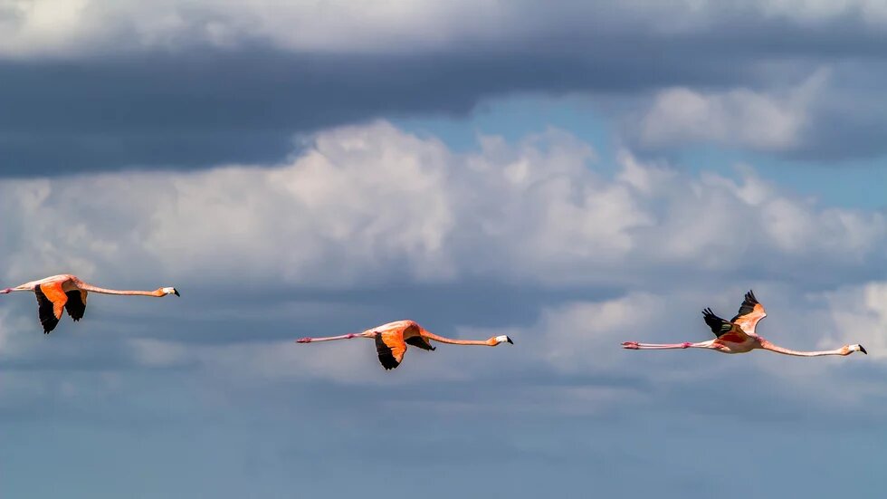 Flamingos en Yucatán