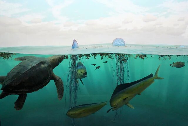 NYC - AMNH: Milstein Hall of Ocean Life - Sargasso Sea